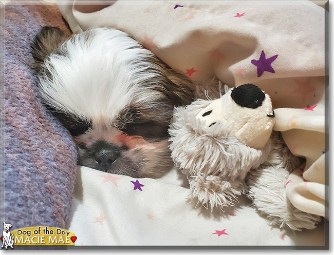 Macie Mae the Shih Tzu, Lhasa Apso mix, the Dog of the Day