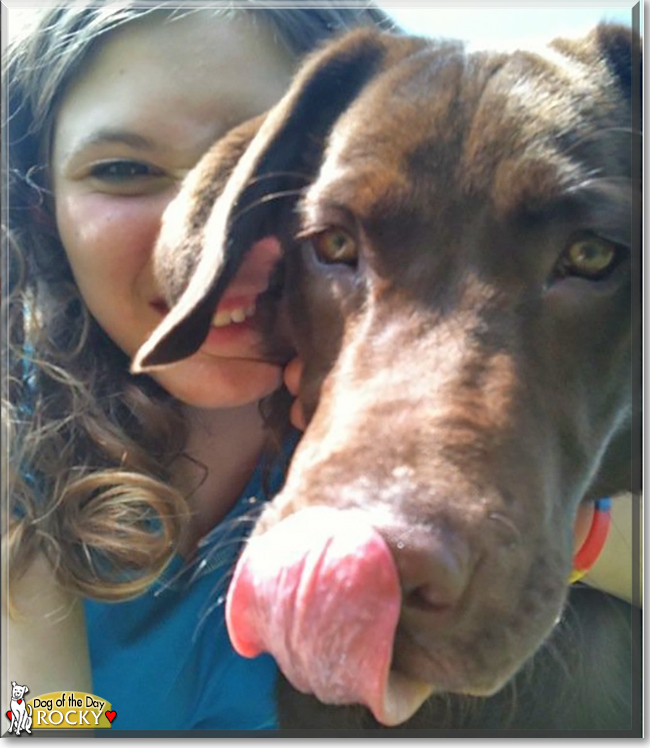 Rocky the Labrador Retriever, the Dog of the Day