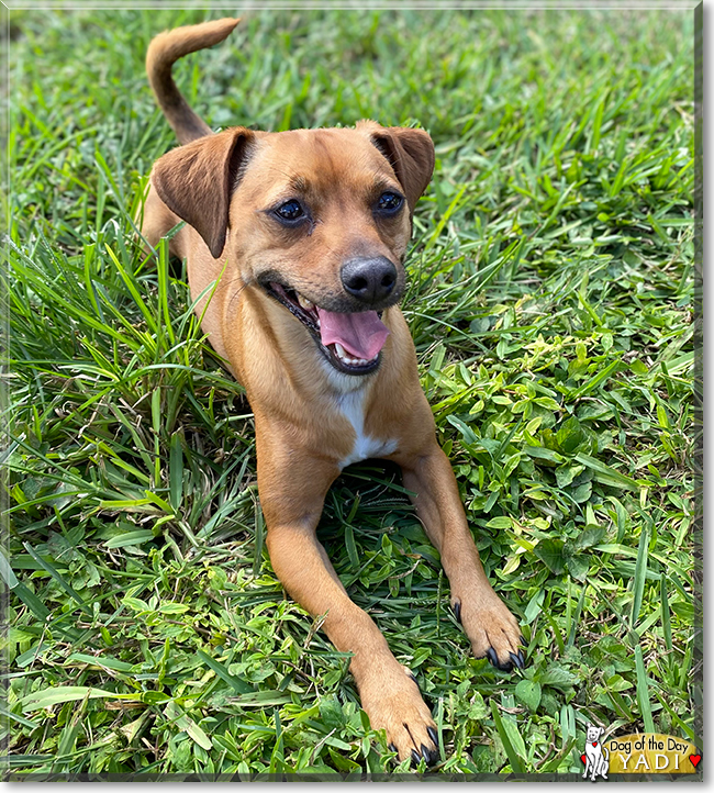 Yadi the Chihuahua, Miniature Pincher mix, the Dog of the Day