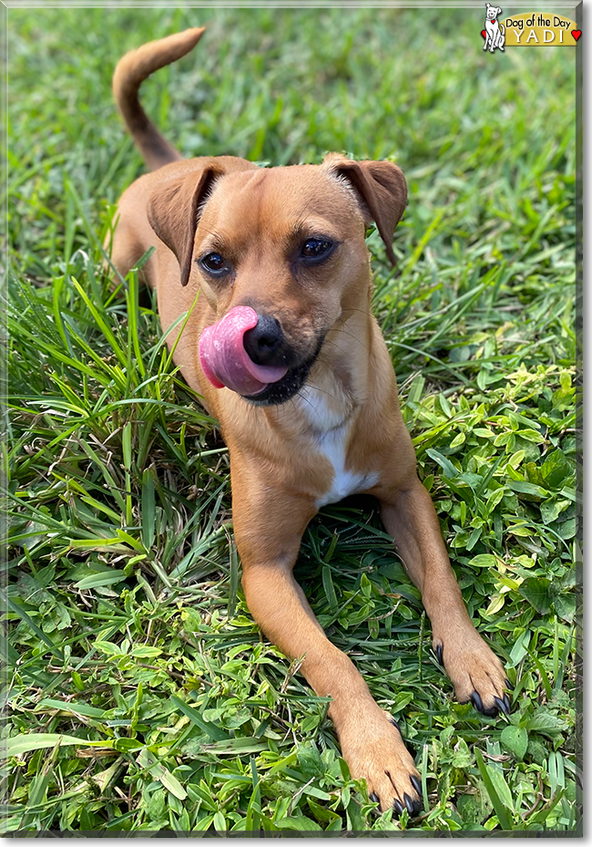 Yadi the Chihuahua, Miniature Pincher mix, the Dog of the Day