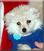 Kia the Japanese Spitz, Toy Poodle mix