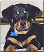 Sacha the Rottweiler