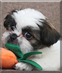 Macie Mae the Shih Tzu, Lhasa Apso mix