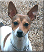 Spanky the Rat Terrier