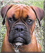 Cisco the Boxer