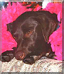 Kyra the Labrador Retriever