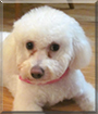 Chloe the Bichon Frise