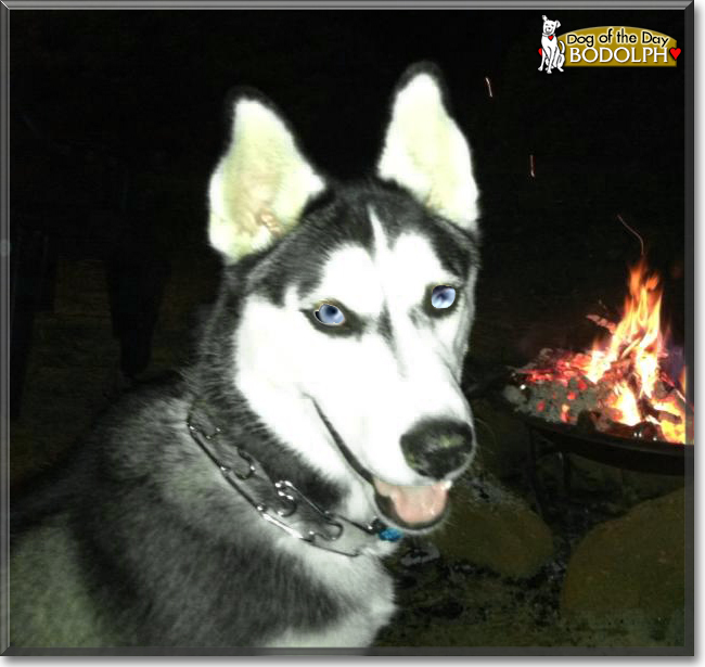 Bodolph the Siberian Husky, the Dog of the Day