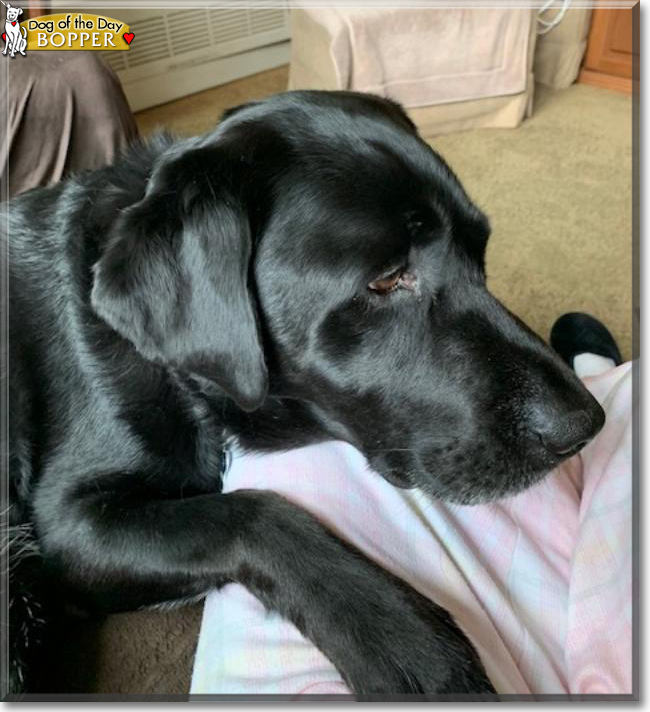 Bopper the Labrador Retriever, the Dog of the Day