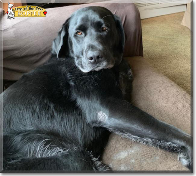 Bopper the Labrador Retriever, the Dog of the Day