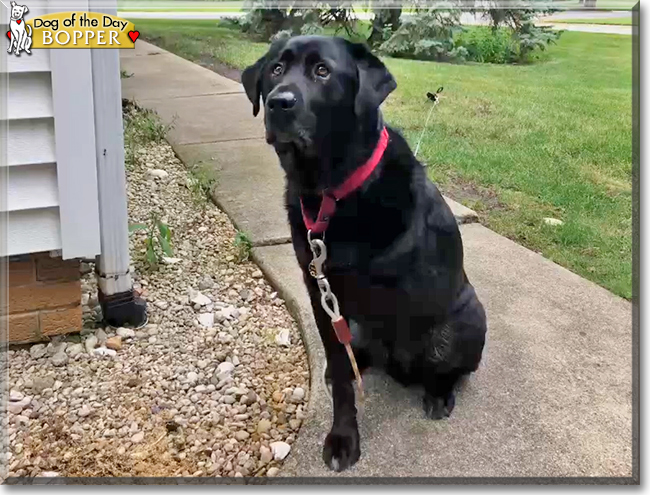 Bopper the Labrador Retriever, the Dog of the Day