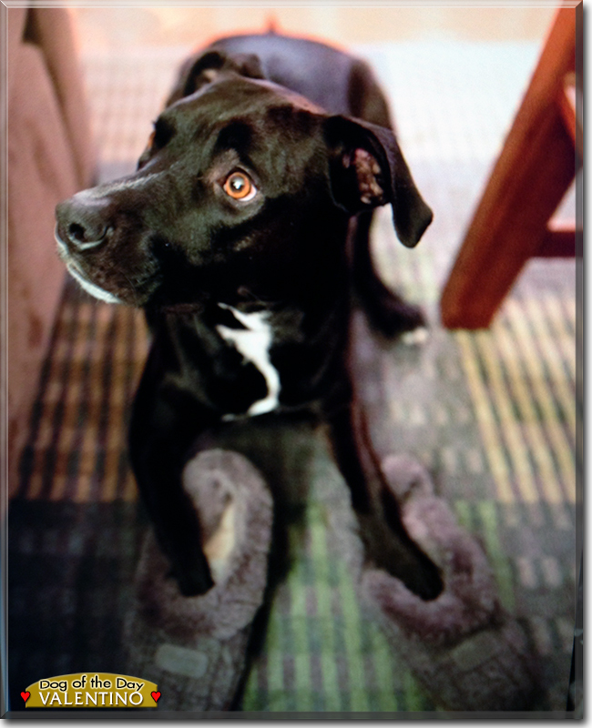 Valentino the Staffordshire Terrier mix, the Dog of the Day