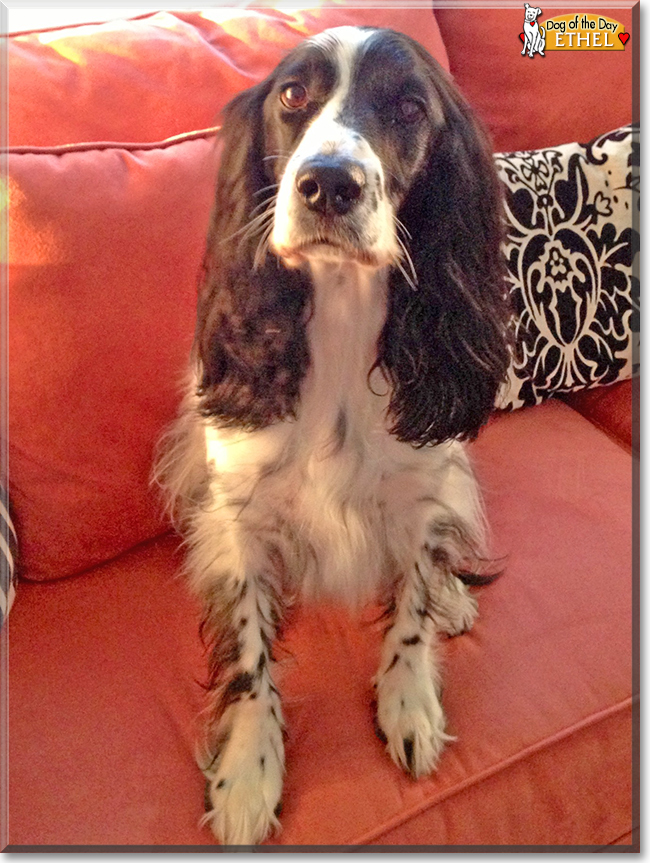 Ethel the Russian Spaniel, the Dog of the Day