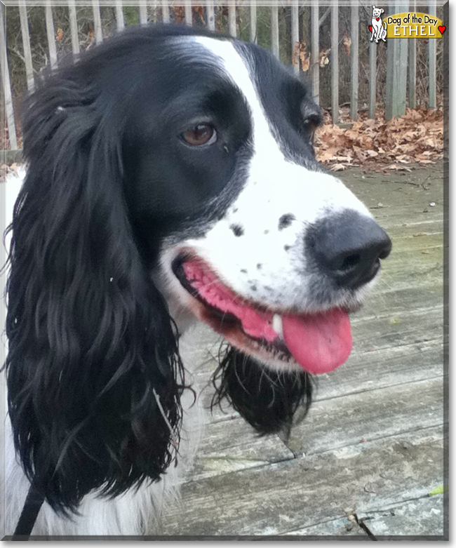 Ethel the Russian Spaniel, the Dog of the Day