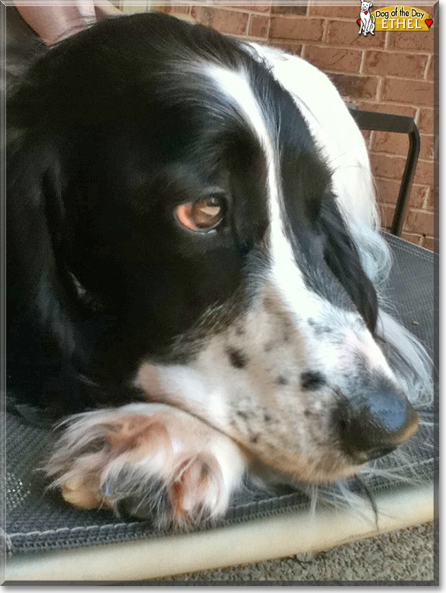 Ethel the Russian Spaniel, the Dog of the Day