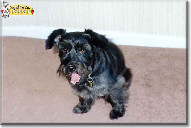 Pepper the Terrier mix, the Dog of the Day