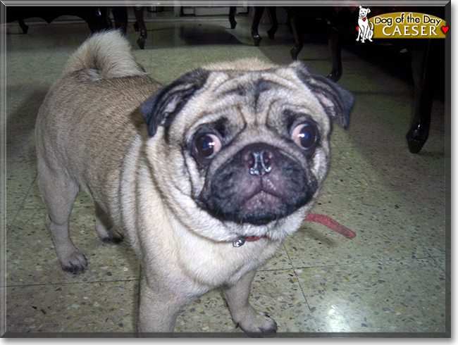 Caeser the Pug, the Dog of the Day