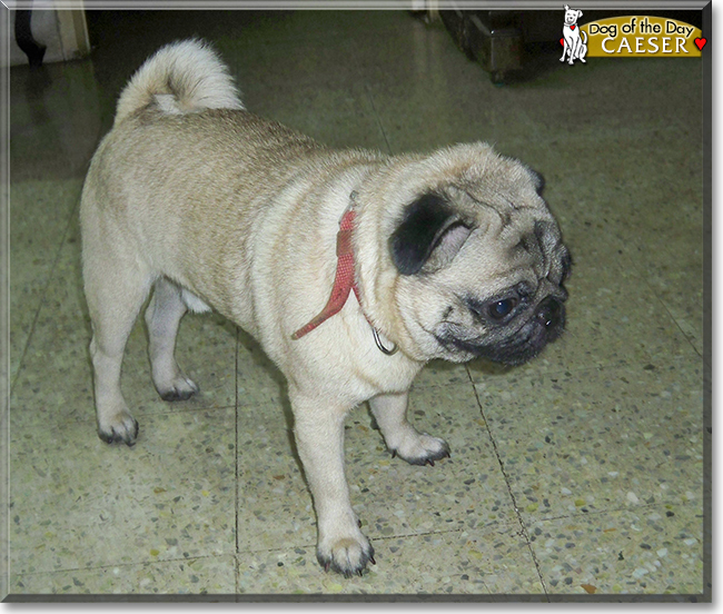 Caeser the Pug, the Dog of the Day