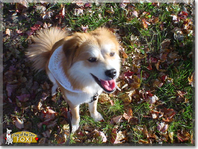 Foxi the Chow Chow mix, the Dog of the Day