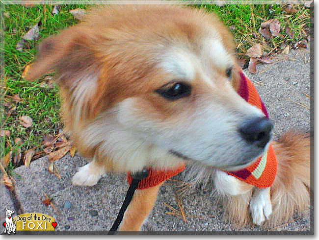 Foxi the Chow Chow mix, the Dog of the Day