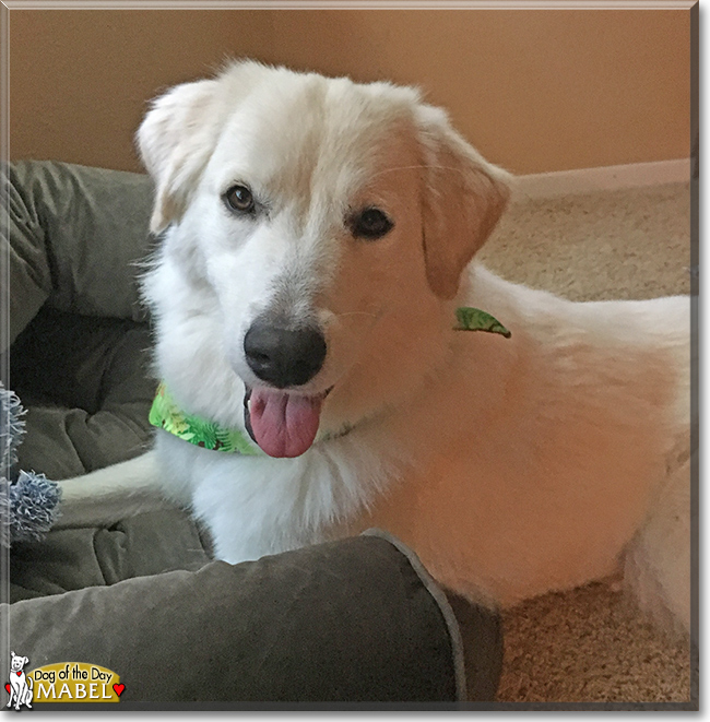 Mabel the Great Pyrenees, the Dog of the Day