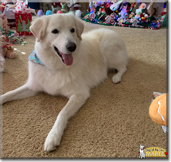 Mabel the Great Pyrenees, the Dog of the Day