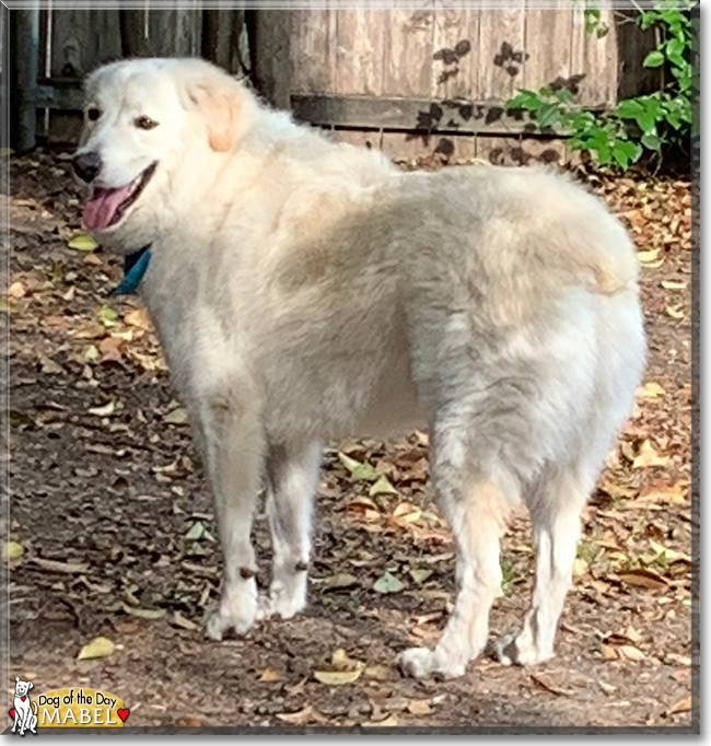 Mabel the Great Pyrenees, the Dog of the Day