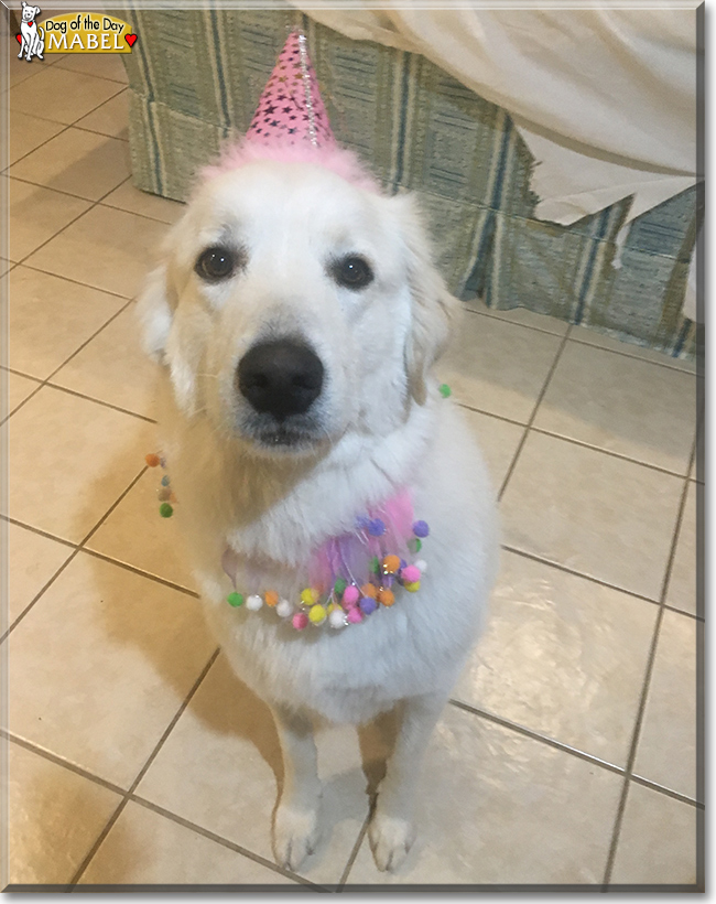 Mabel the Great Pyrenees, the Dog of the Day