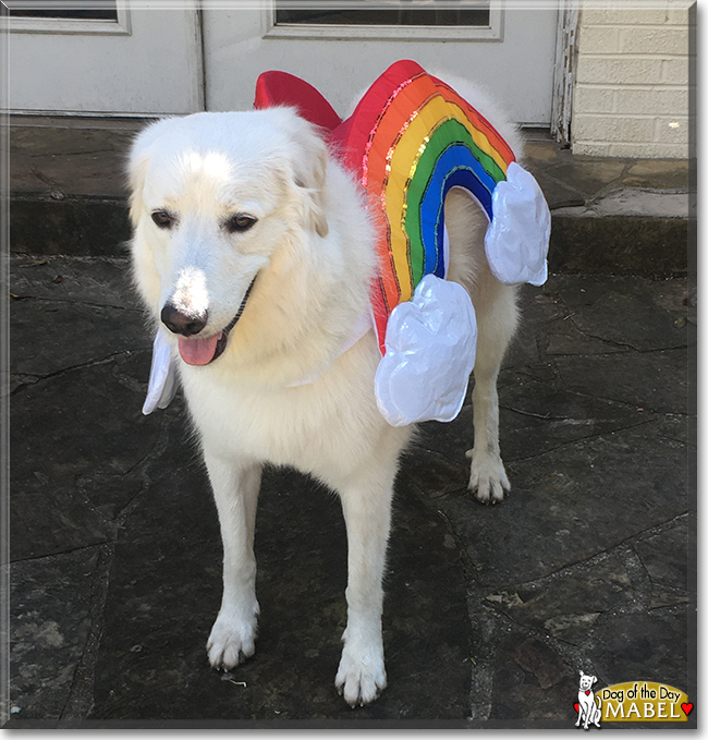 Mabel the Great Pyrenees, the Dog of the Day