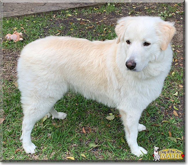 Mabel the Great Pyrenees, the Dog of the Day