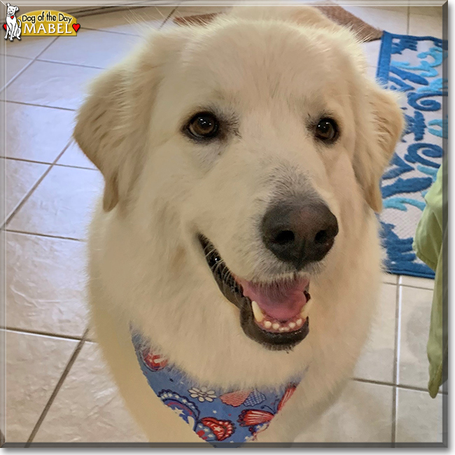 Mabel the Great Pyrenees, the Dog of the Day