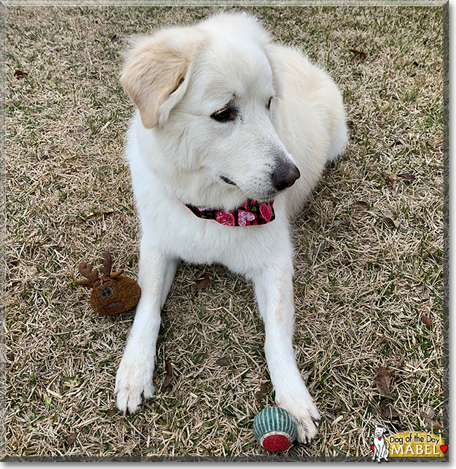 Mabel the Great Pyrenees, the Dog of the Day