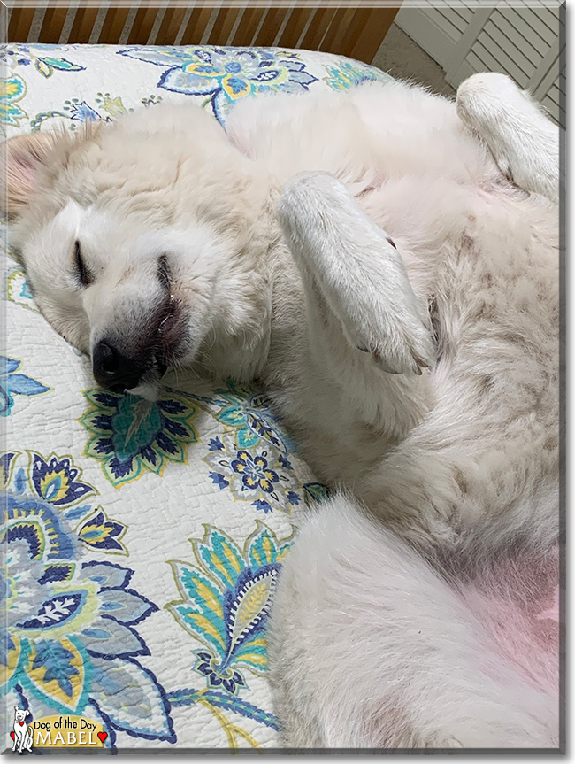 Mabel the Great Pyrenees, the Dog of the Day