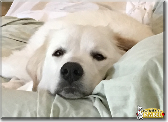 Mabel the Great Pyrenees, the Dog of the Day