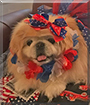 Tootsie the Pekinese