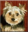 Max the Yorkshire Terrier