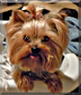 Stella the Yorkshire Terrier