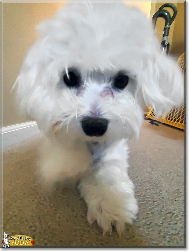 Yoda the Havanese/Maltese mix, the Dog of the Day