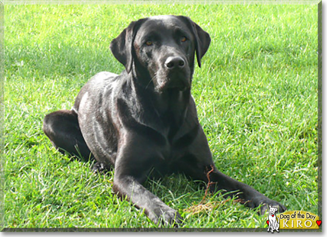 Kiro the Labrador Retriever, the Dog of the Day