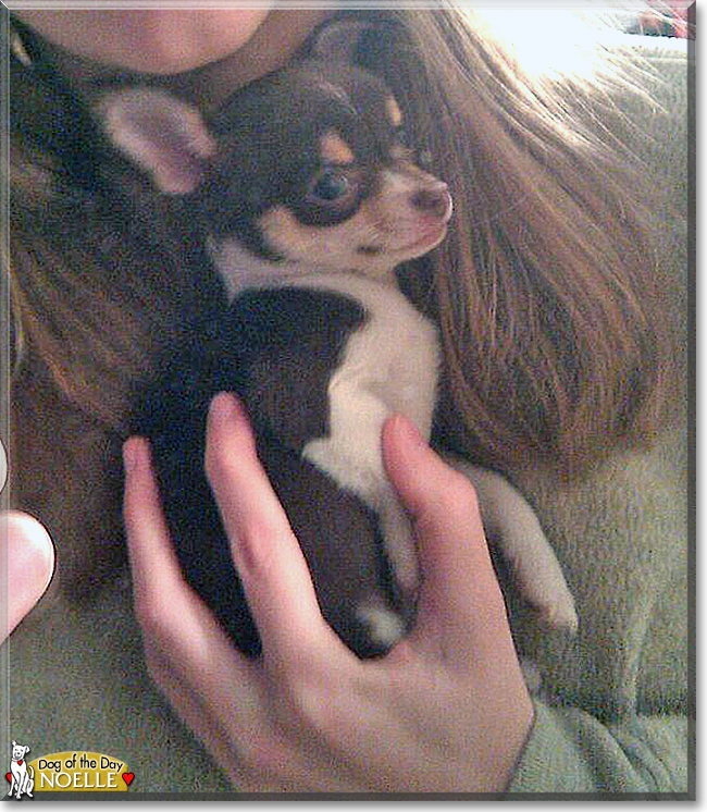 Noelle the Chihuahua, the Dog of the Day