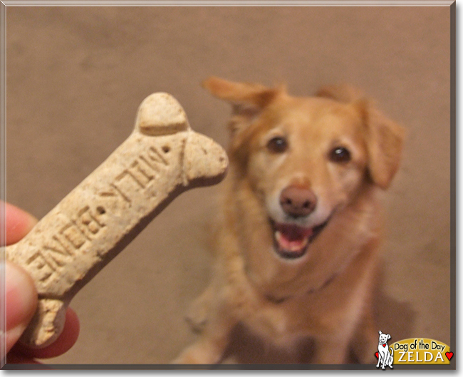 Zelda the Golden Retriever, Rottweiler mix, the Dog of the Day