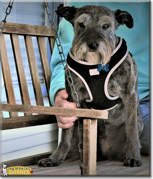 Chance the Miniature Schnauzer, the Dog of the Day