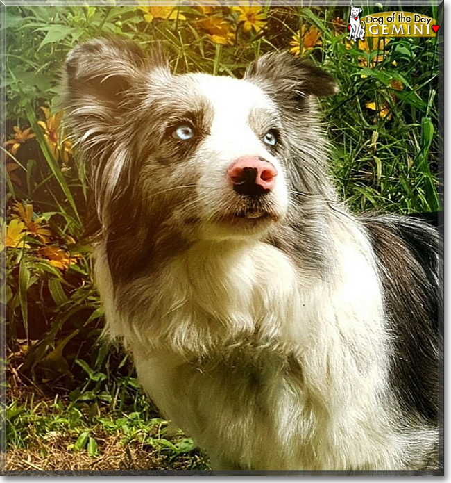 Gemini the Border Collie, the Dog of the Day