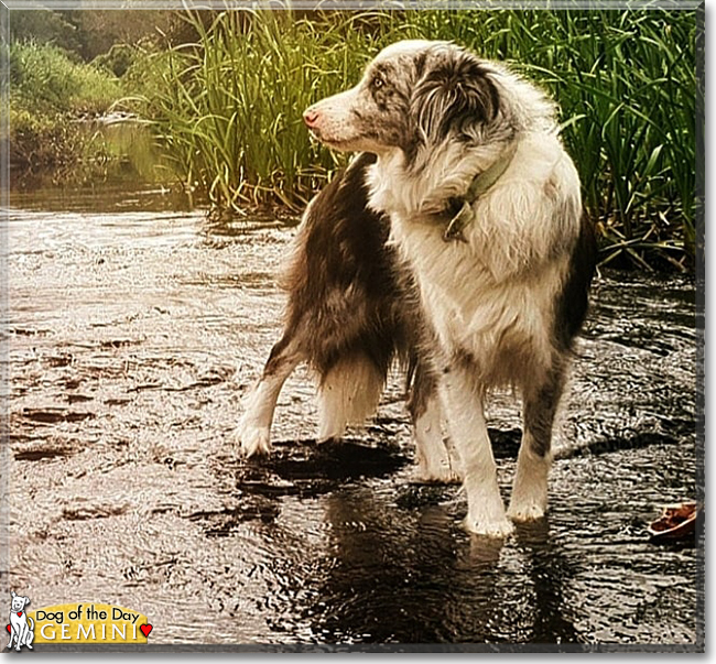 Gemini the Border Collie, the Dog of the Day