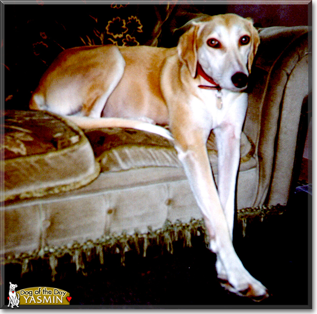 Yasmin the Saluki, Greyhound cross, the Dog of the Day