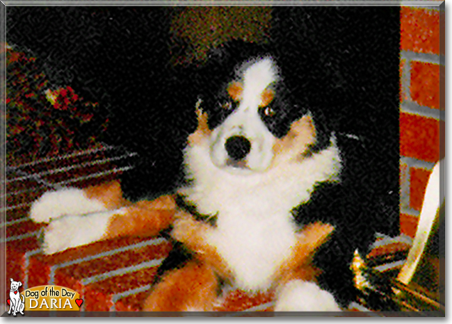 Daria the Australian Shepherd, the Dog of the Day