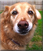 Zelda the Golden Retriever, Rottweiler mix