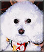 Cassie the Bichon Frise