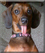 Annie the Miniature Dachshund