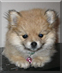 Bubbles the Pomeranian